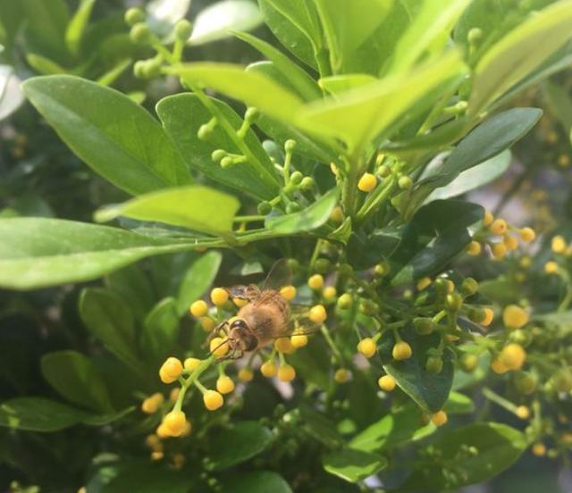 才买的米兰花怎么换盆呢,新买的米兰花怎样换盆换土