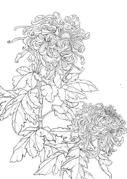 中国画菊花作品集锦,菊花花瓣白描的详细步骤