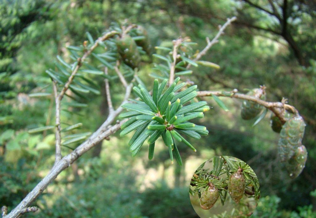 铁木材质有什么特点,铁木有哪些特征