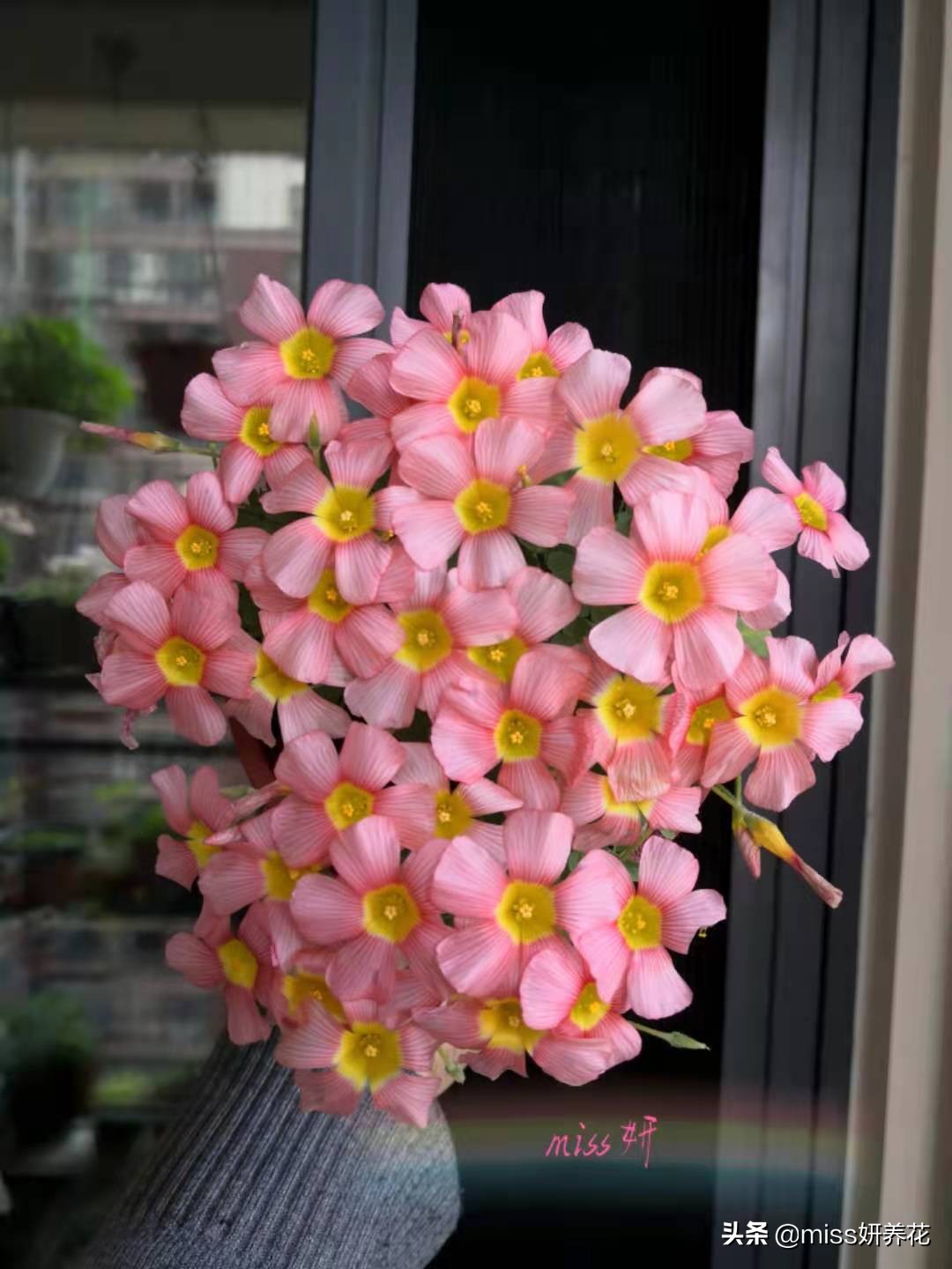 酢浆草种球品种图鉴大全,酢浆草种球品种图鉴