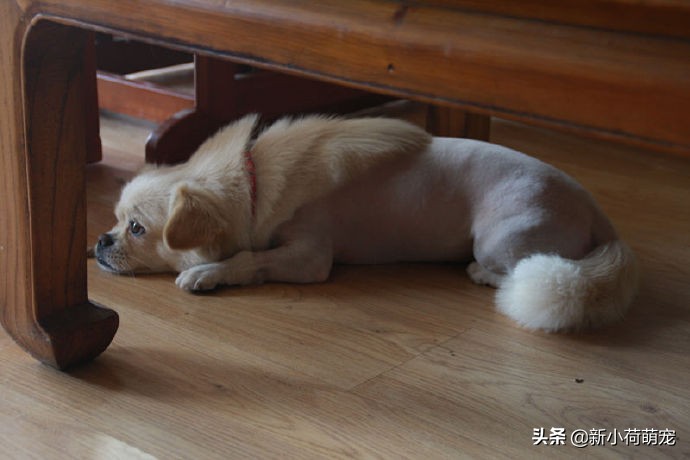 狗子理发后变成羊,狗子剃毛后成羊驼