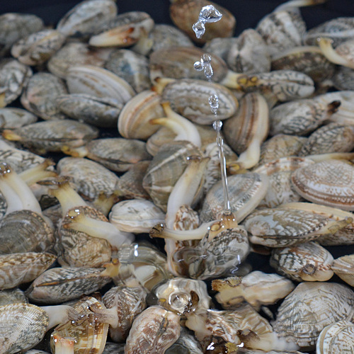 渤海湾野生海鲜图片,渤海湾海鲜为什么好