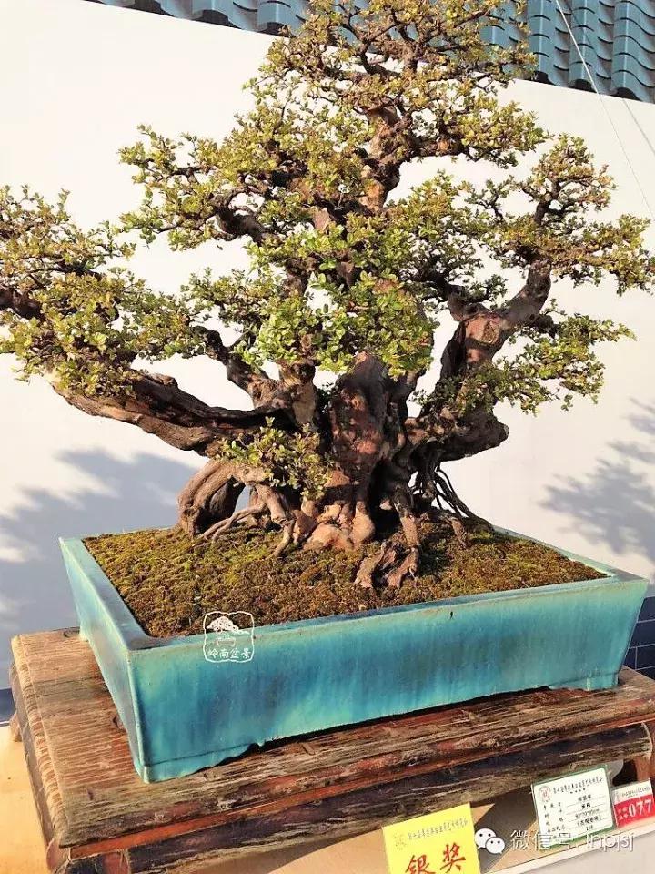 苍劲古朴挺拔有力的老桩盆景欣赏,老态龙钟盆景作品欣赏