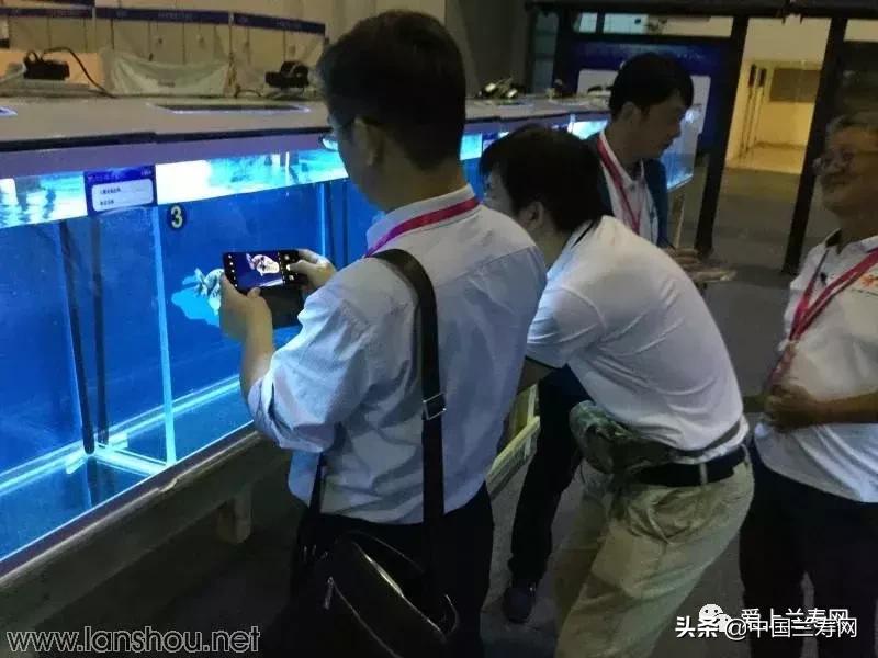 世界金鱼大赛在福州举行,2019中国世界金鱼大赛