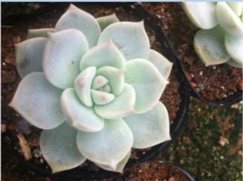 白牡丹老桩处理,白牡丹枯萎怎么治