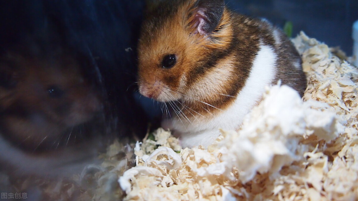 刚买回来的金丝熊拉稀怎么办,如何辨别金丝熊拉稀还是湿尾