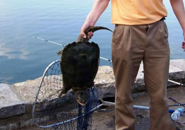 钓到奇怪的乌龟,钓起巨型乌龟