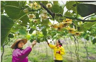 猕猴桃花后保果技术 (猕猴桃花期管理坐果管理技术)