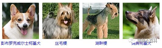 狗狗品种分类大全,狗狗品种鉴定