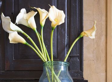 50种鲜切花花语，每个花艺师都要知道