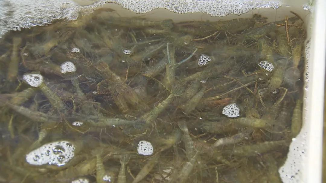 河虾什么时候上市,河虾一般多久能上市