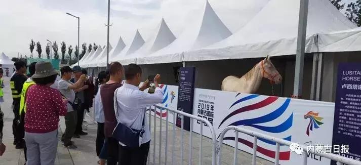 汗血宝马马术表演,汗血宝马蒙古马赛跑