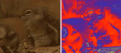 黑龙江省女子与蛇相处15年,黑龙江一女子与蛇共处十几年