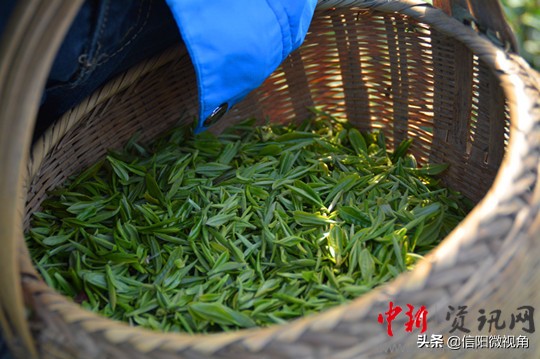 信阳市浉河区天云山茶叶有限公司,信阳市浉河区碧源茶叶