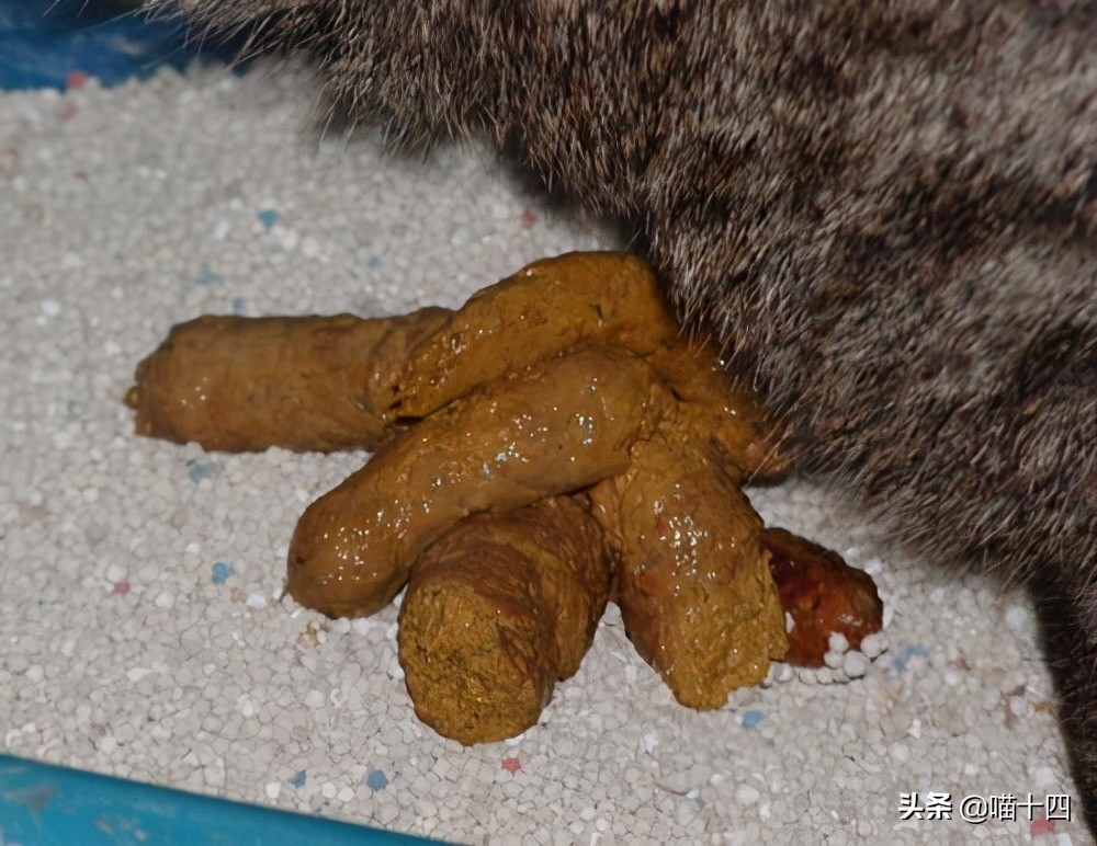 39天小猫软便,老是软便