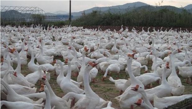 养鹅怎么预防鹅病,养鹅如何预防鹅病