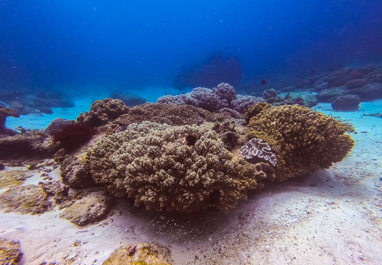 新型细菌导致珊瑚无法生长，海缸会受到影响吗？