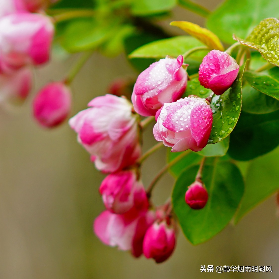 济南五龙潭樱花雨,济南五龙潭晚樱