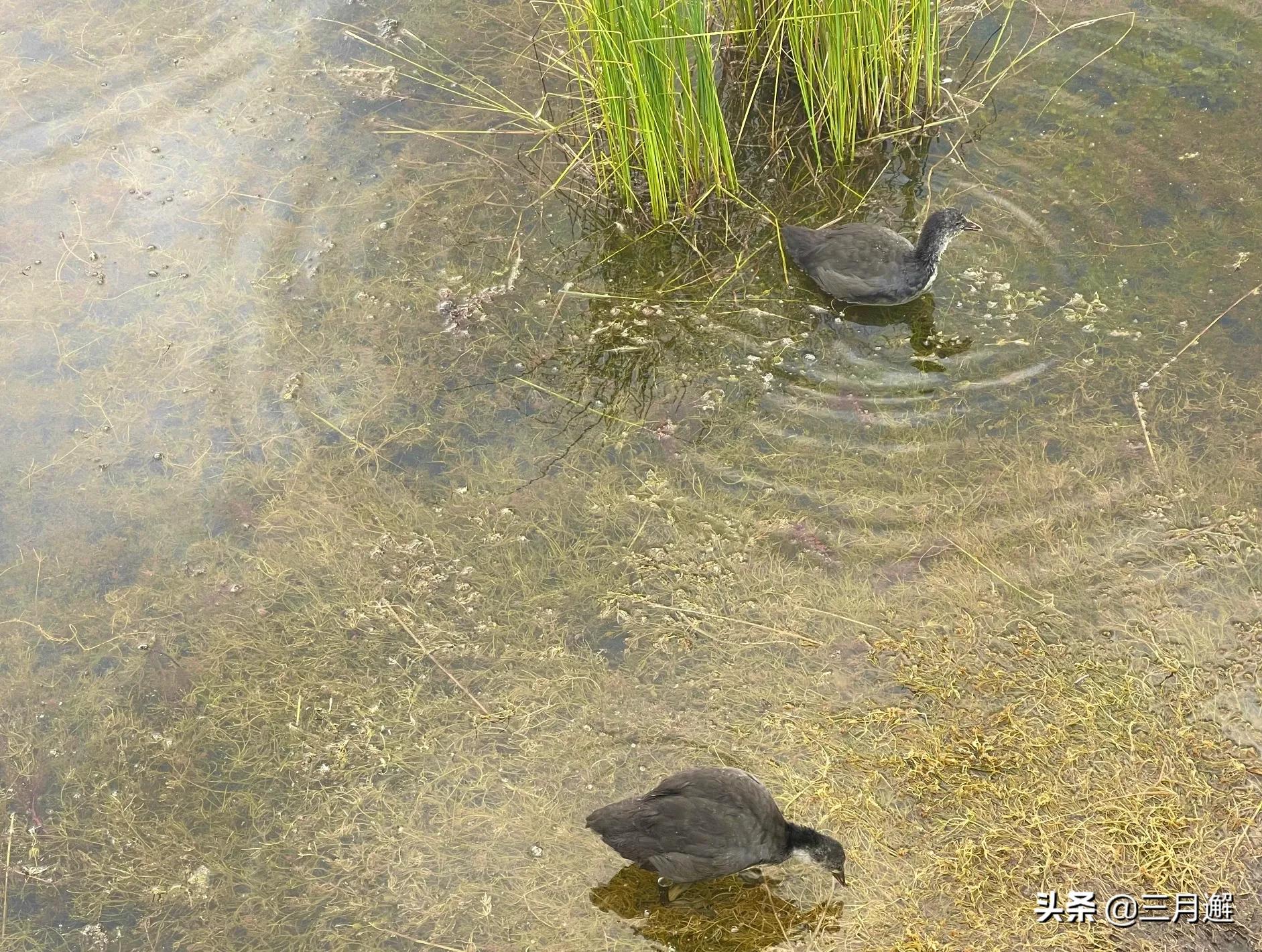 下雨天的若尔盖能去吗,阴雨天的若尔盖花湖