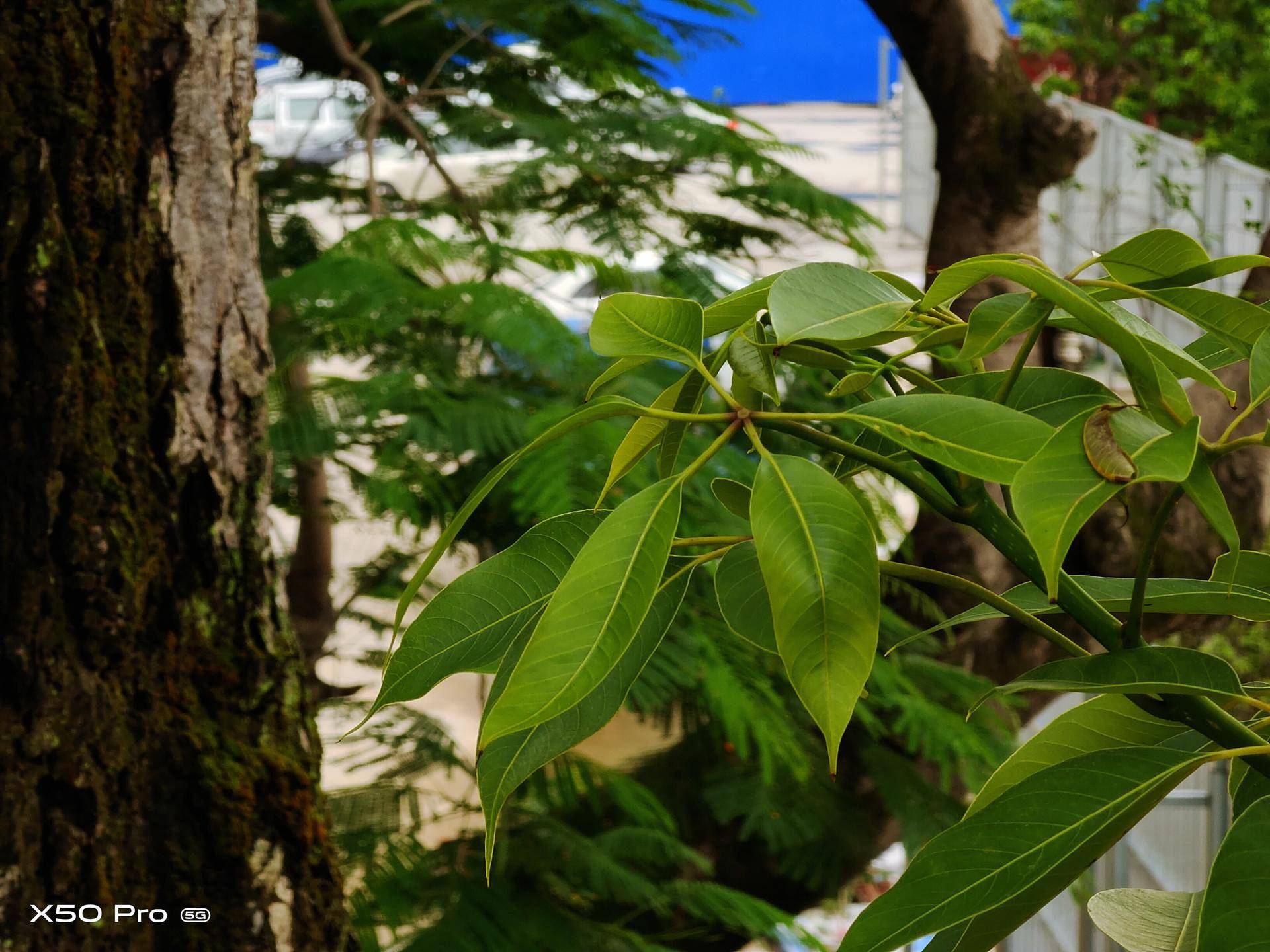 vivox50pro性能深度测评,vivox50pro云台的使用