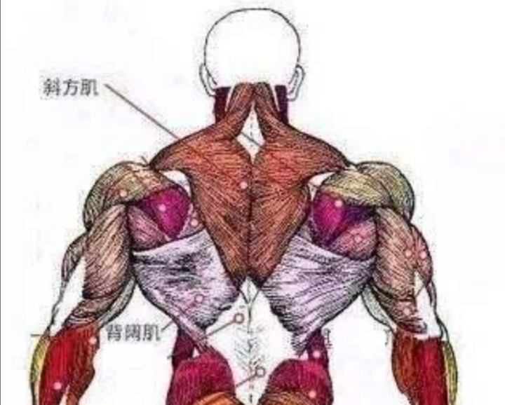 练背必须要练俯身划船么,下背划船练背正确姿势