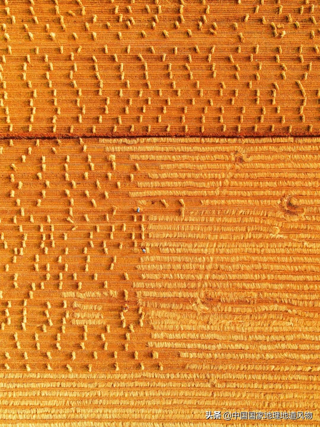 中国种水稻的省份地图,14亿大米图片