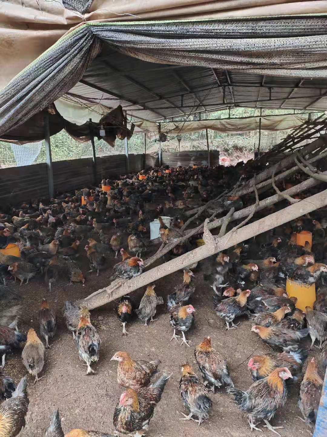 养鸡碰到下雨怎么办,养鸡出现大面积死亡