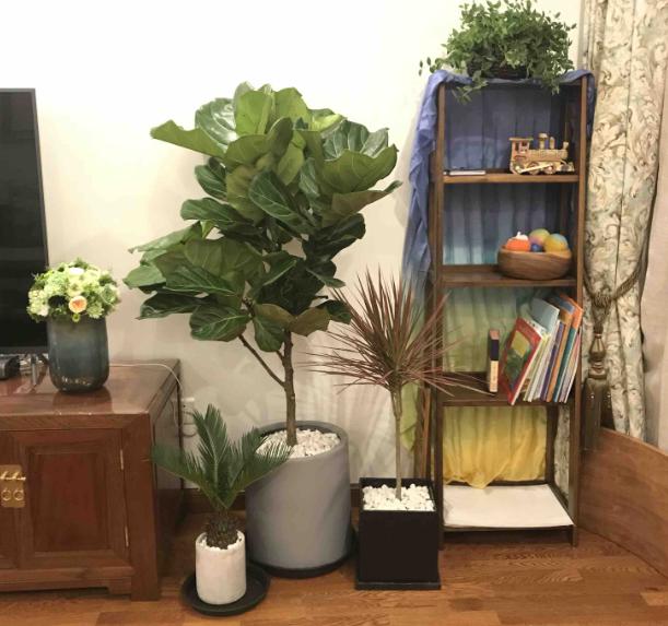 琴叶榕病有哪些症状,琴叶榕病用什么药