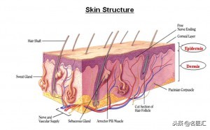 冬季嘴唇干裂脱皮怎么治,女性冬季脚后跟干裂是什么原因