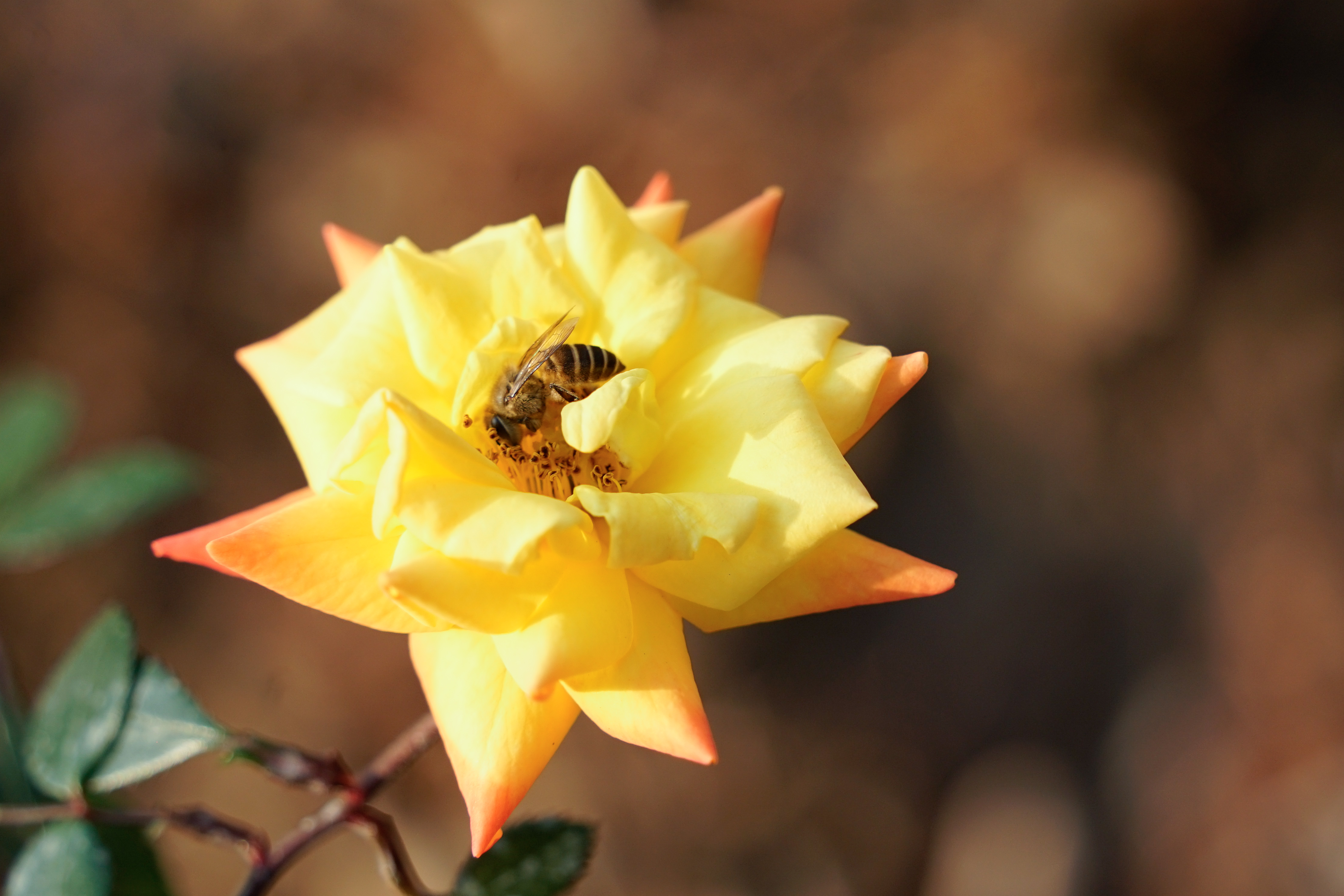 腾龙18-200f2.8佳能卡口,fe卡口f1.4副厂镜头推荐