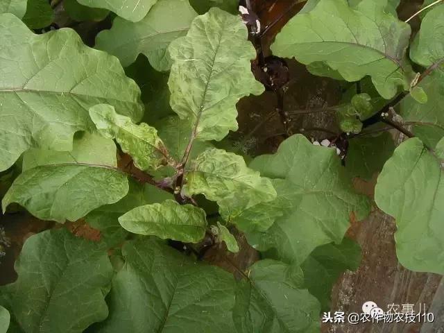 种茄子的六个步骤简短文字,种茄子的基本知识