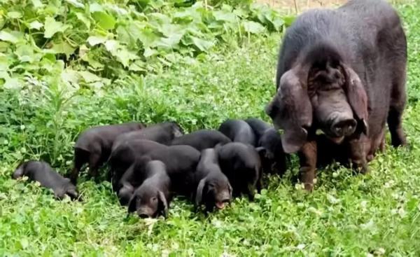 外地亲家来连云港送什么特产呢,外地人回连云港必买的特产