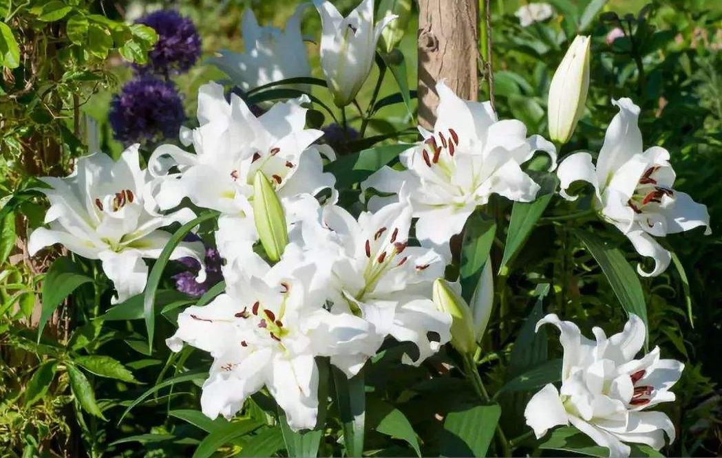 百合花种植的方法和注意事项,种植百合花的知识你知道多少