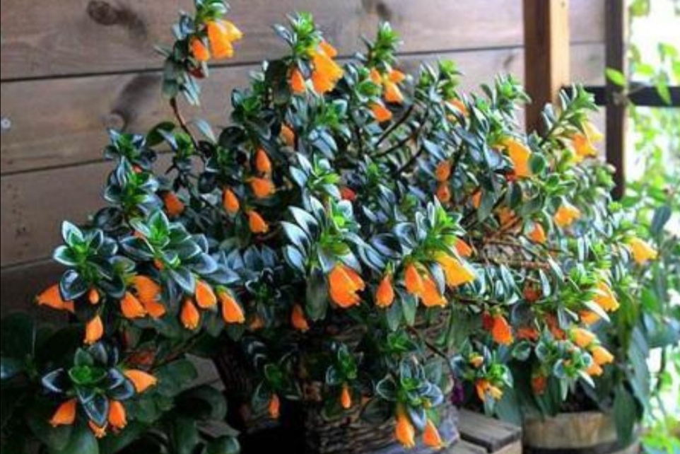 金鱼吊兰怎么养才会开花最快,室外盆栽四季开花好养活的吊兰花