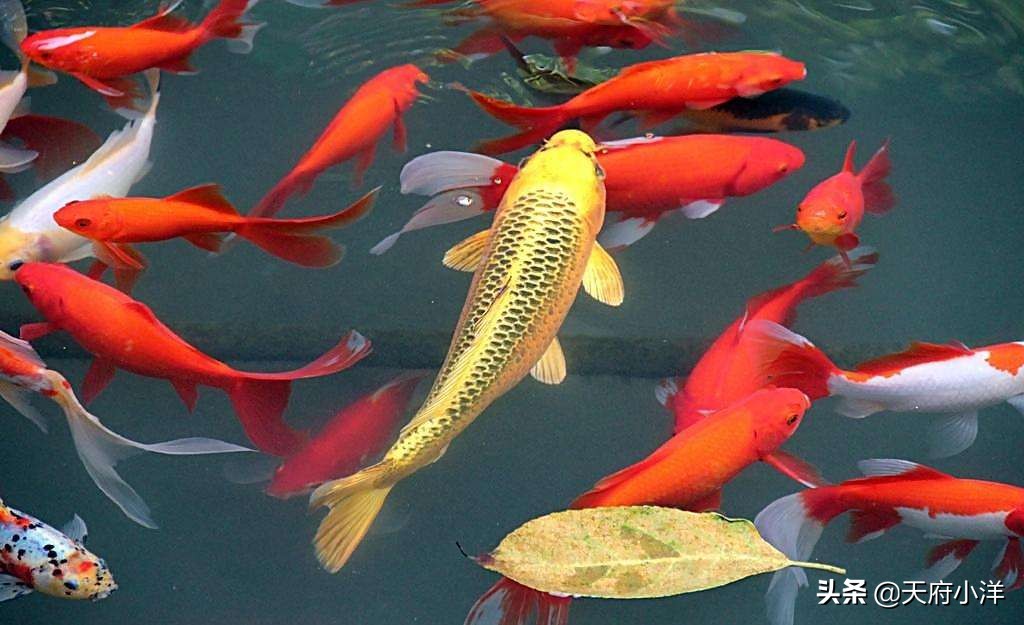 锦鲤怎么养大起来快,养锦鲤视频