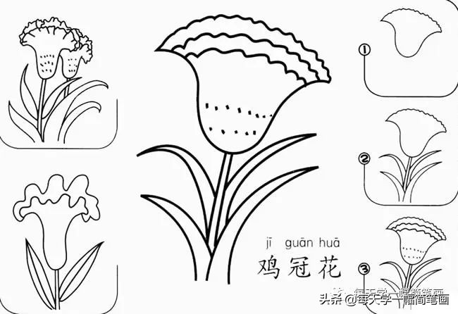 每天一幅简笔画的小教程,简笔画花朵的画法茉莉花