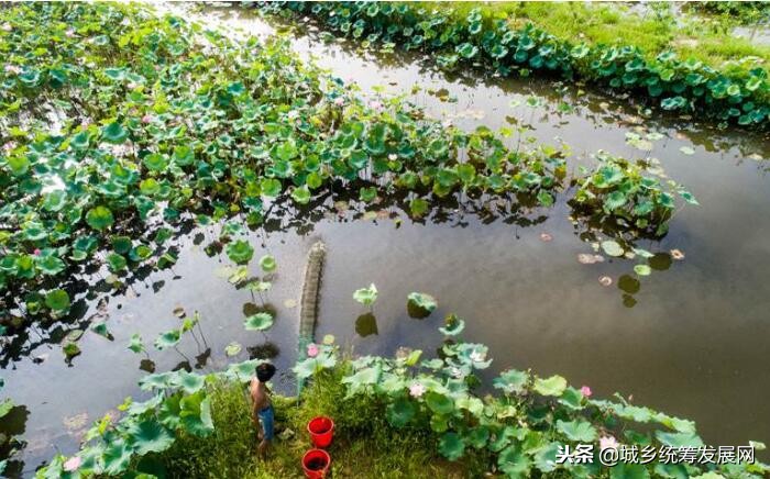 千亩荷塘乡村振兴,沈容用万亩荷塘助力乡村振兴