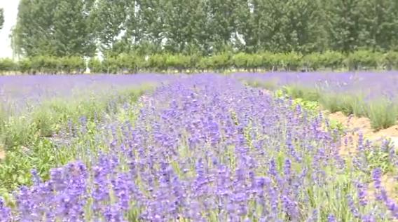 滑县普罗旺斯薰衣草庄园,普罗旺斯花海震撼