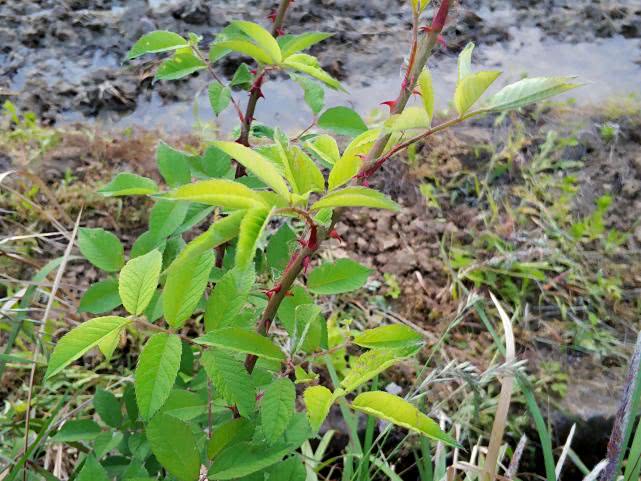 这树满身是刺，剥了皮却能当甘蔗吃，资深农民才吃过，遇到别错过