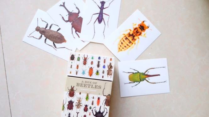 山野自然酷虫酷玩，玉米娃娃，一场自然与艺术融合的秋日盛宴