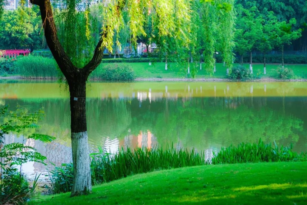 春意盎然的湿地公园,一个风景如画美丽休闲的公园