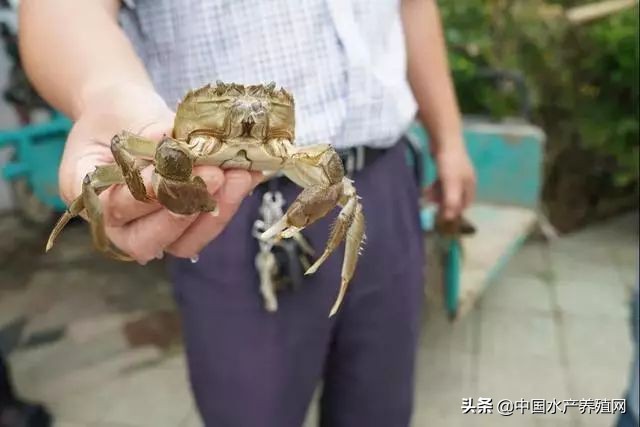 水草旺盛怎么还是爆藻,水草长得快说明水质好