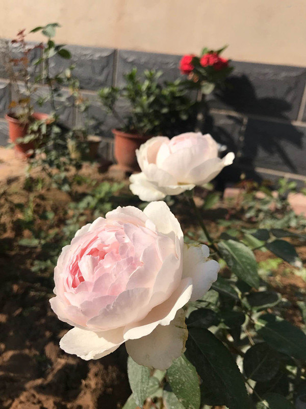 伊芙钱特玛丽秋花奶白,伊芙钱特玛丽是什么颜色