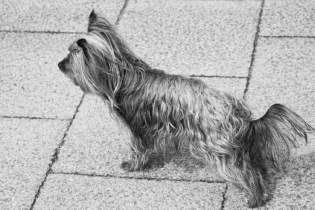 狗狗常见的100病,狗狗有多少种传染病