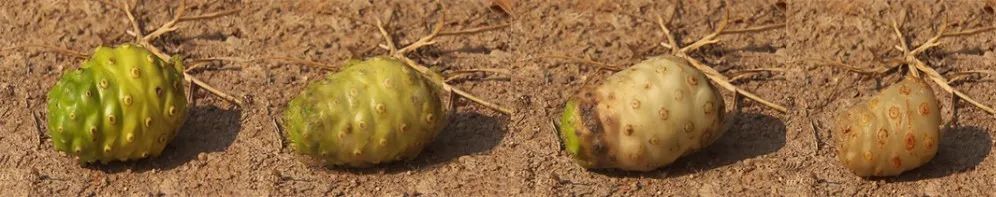 新鲜的诺丽果吃有什么好处,诺丽果是怎么样的水果