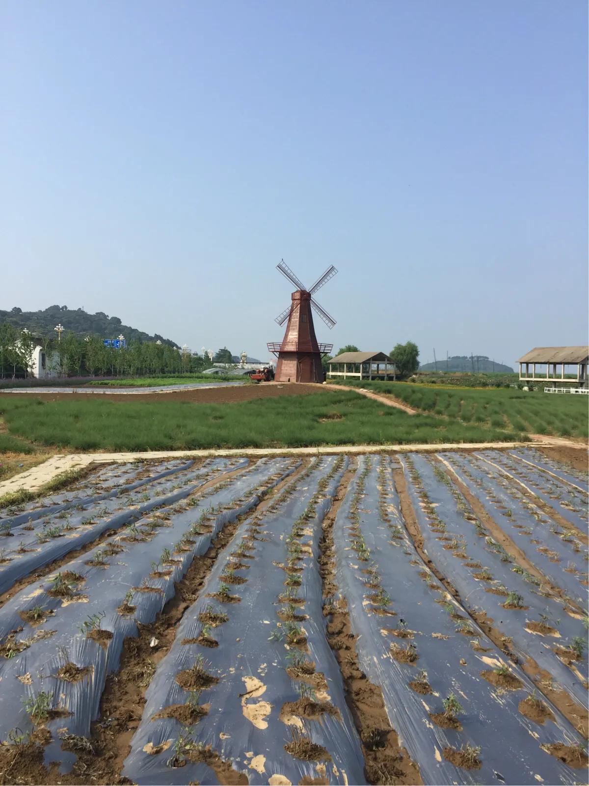 春的序曲洞庭西山,洞庭西山作品顺序