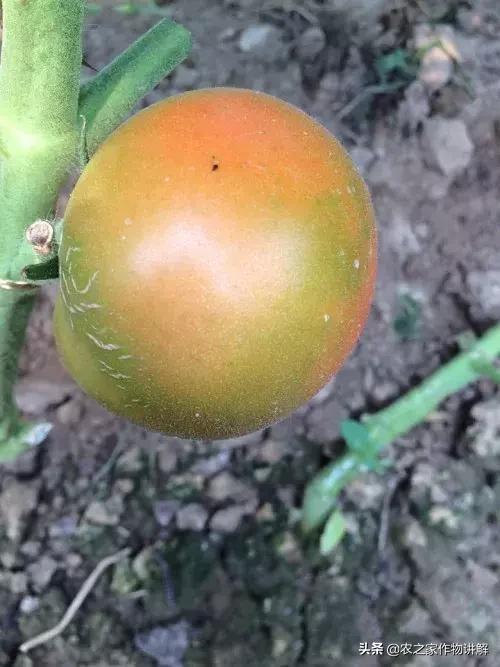 番茄刺皮的防治方法,番茄整枝打杈后打什么药