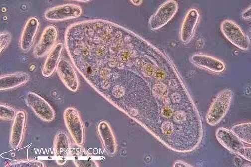 中国斗鱼繁殖直播教程视频,繁殖中国斗鱼要多大的鱼缸