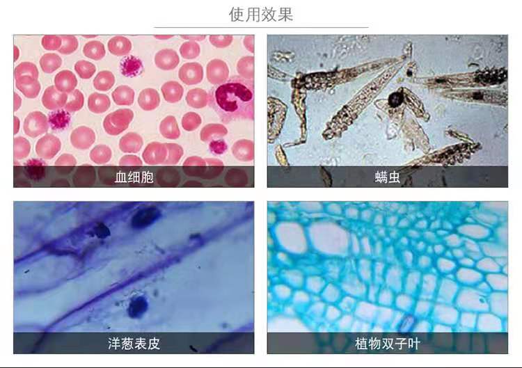 香港美女生物学家：破译人体大脑密码，让老年痴呆症治疗成为可能