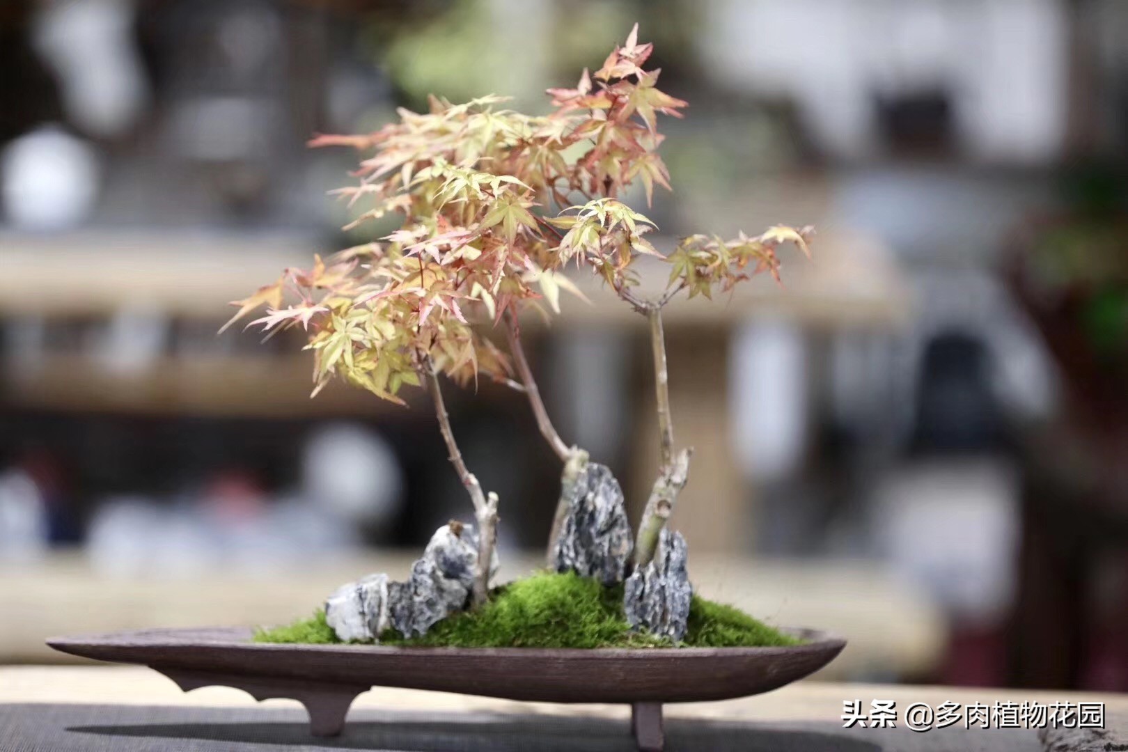 微型盆景初学入门技巧,最简单制作盆景的入门技巧